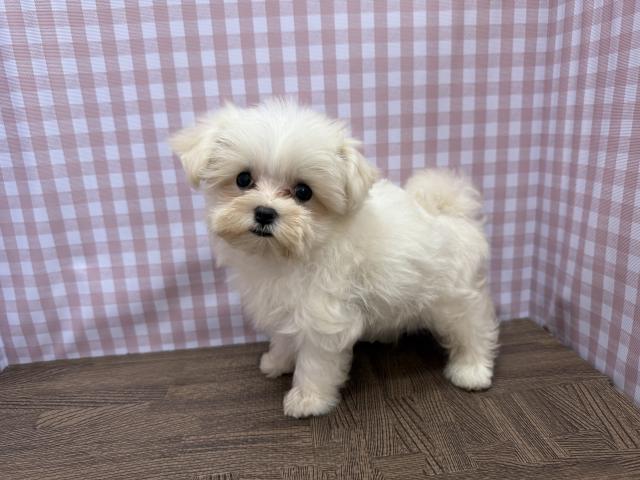 マルチーズ