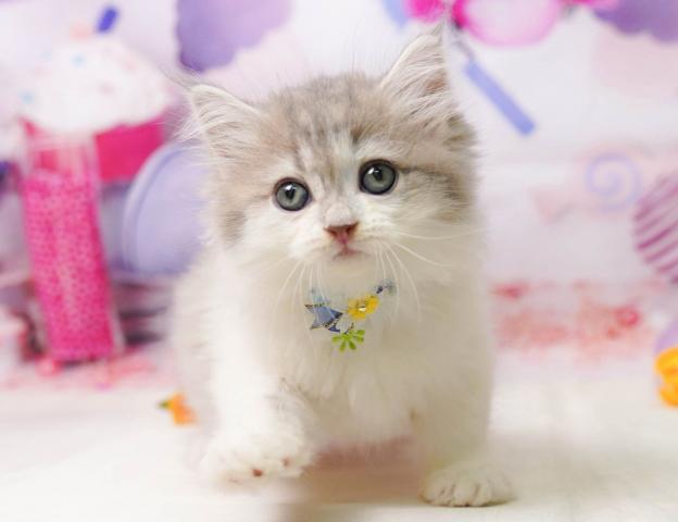 サイベリアンの写真3
