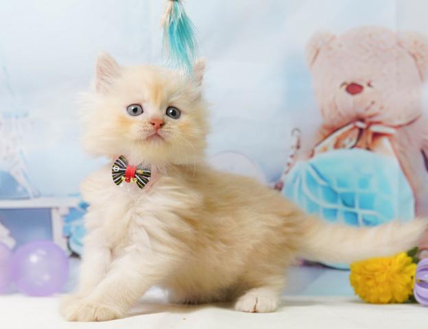 サイベリアンの写真2