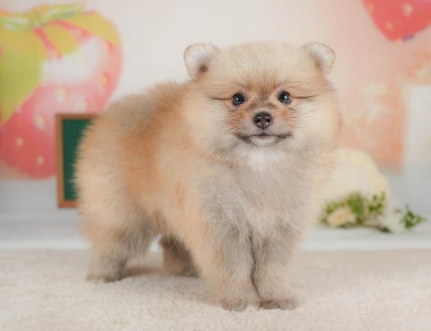 ポメラニアンの写真5