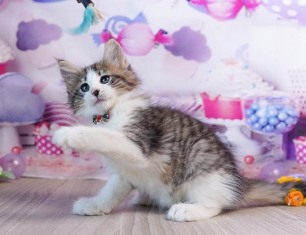 ノルウェージャンフォレストキャットの写真6