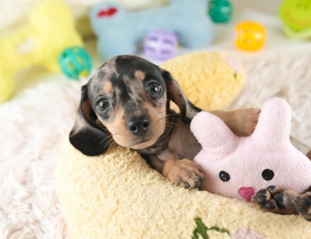 ミニチュアダックスフンドミニチュア・ダックスフンド(スムース)の写真2