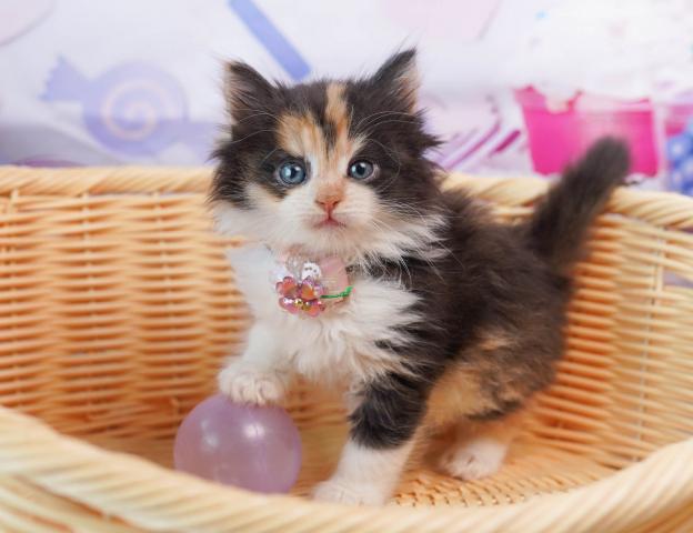 ノルウェージャンフォレストキャット