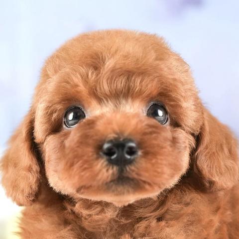 トイプードル