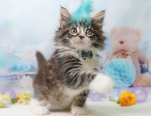 ノルウェージャンフォレストキャットの写真3