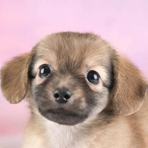 チワックス