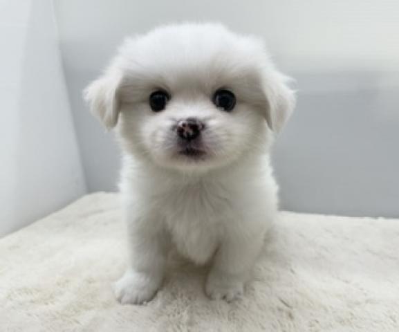 ポメラニアン×ぺキニーズの写真（新潟県）