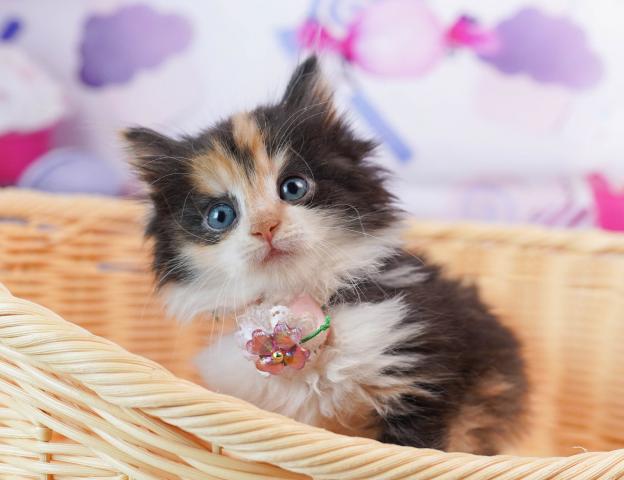 ノルウェージャンフォレストキャットの写真4