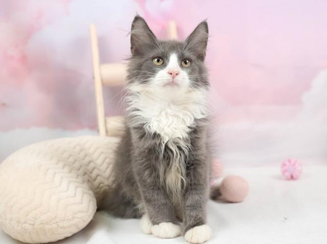 ノルウェージャンフォレストキャットの写真3