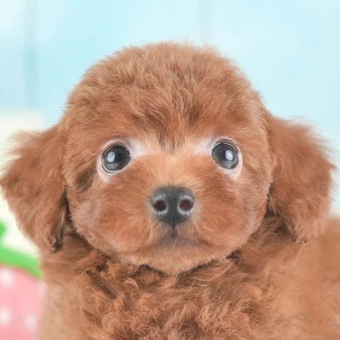 トイプードル