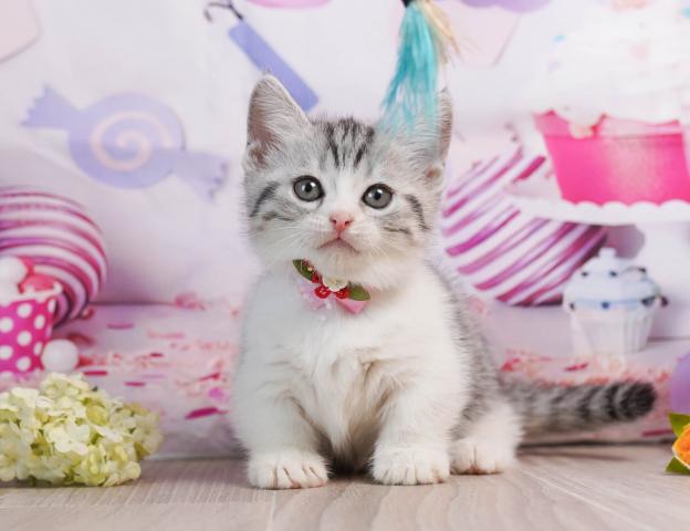 マンチカンの写真4