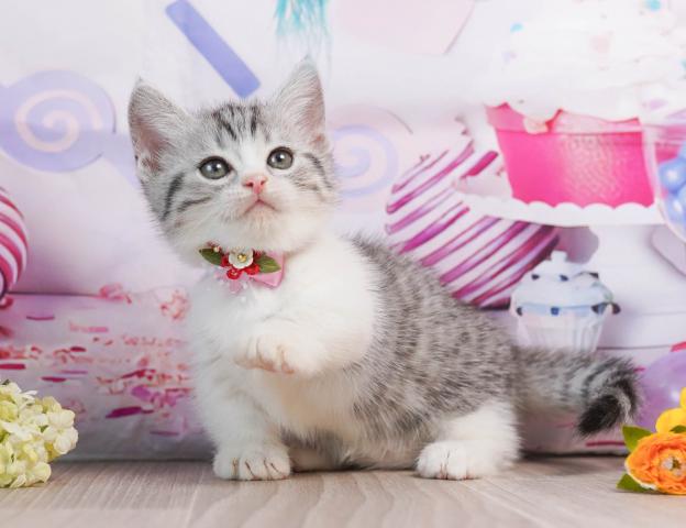 マンチカンの写真5