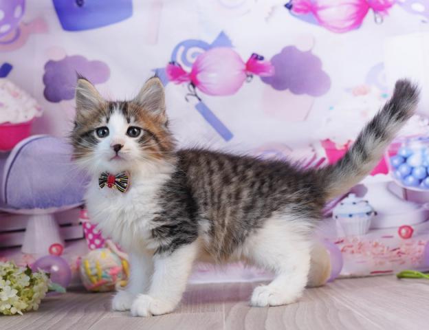 ノルウェージャンフォレストキャットの写真4