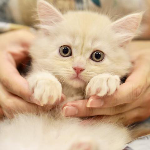 サイベリアンの写真2
