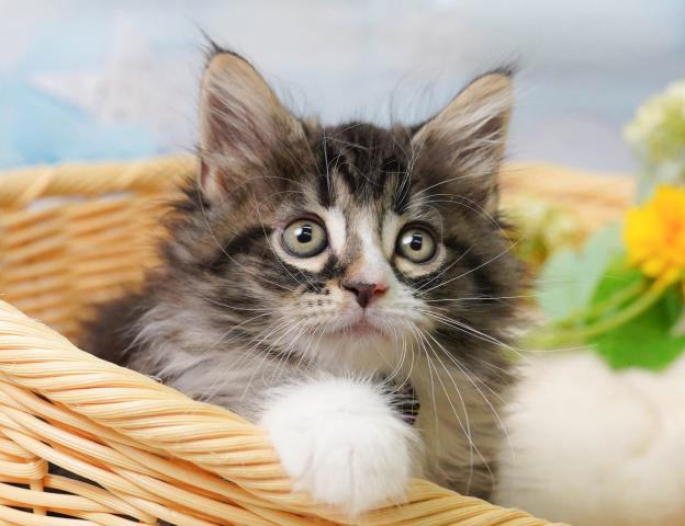 ノルウェージャンフォレストキャットの写真2
