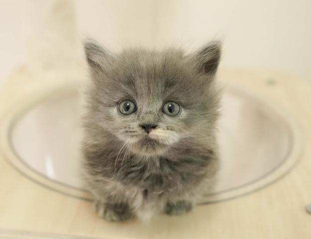 マンチカンの写真2