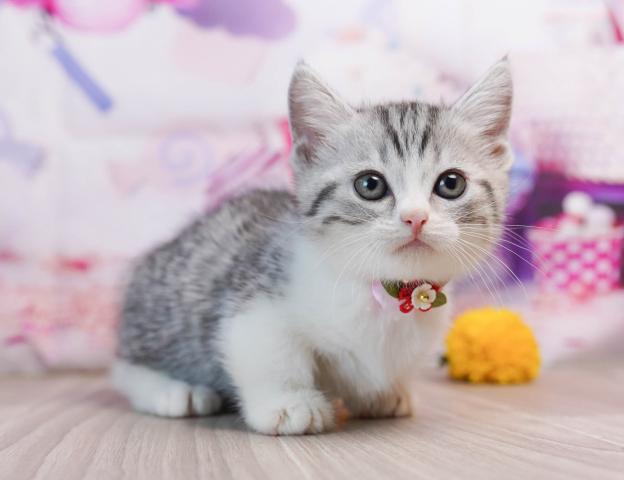 マンチカンの写真3