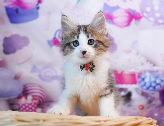 ノルウェージャンフォレストキャット