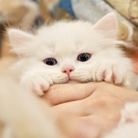 サイベリアンの写真3