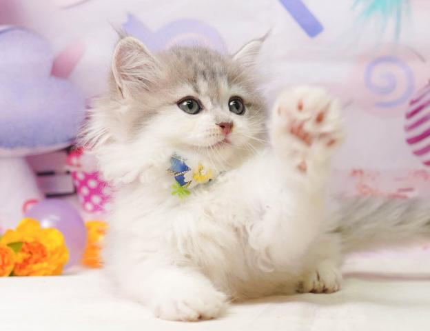 サイベリアンの写真5