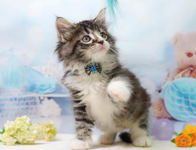 ノルウェージャンフォレストキャットの写真6