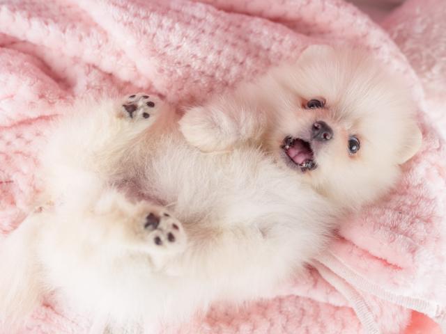 ポメラニアンの写真3