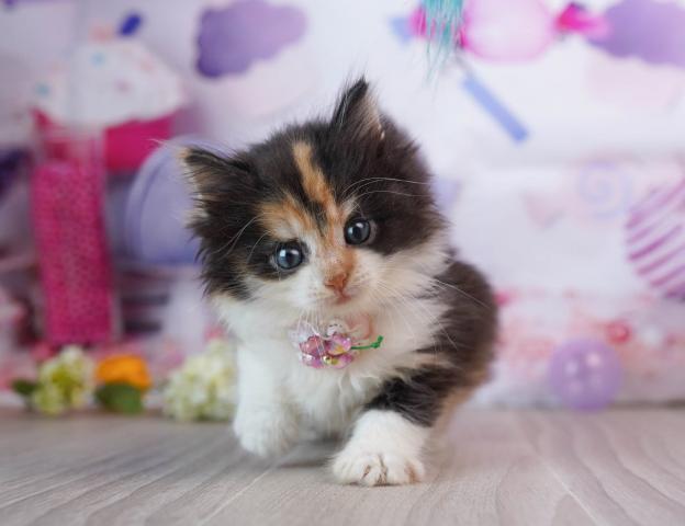 ノルウェージャンフォレストキャットの写真6