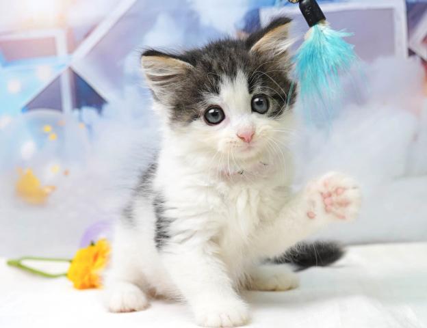 ノルウェージャンフォレストキャットの写真5
