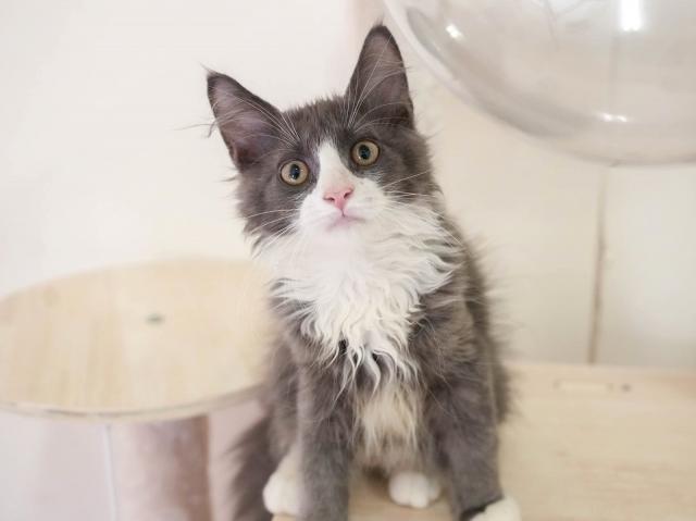ノルウェージャンフォレストキャットの写真6