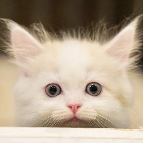 サイベリアンの写真3