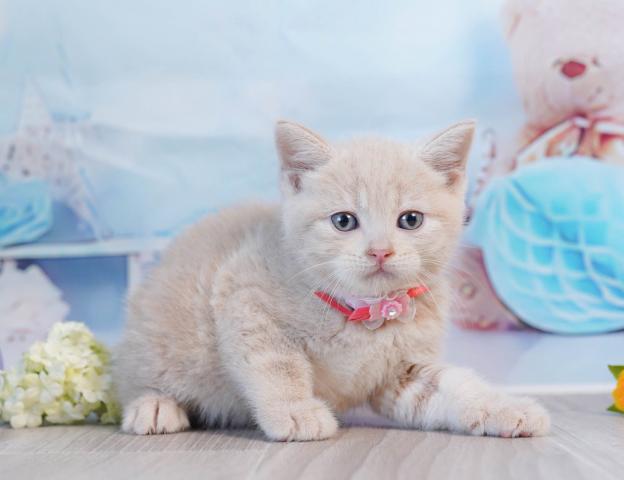 マンチカンの写真6
