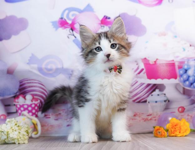 ノルウェージャンフォレストキャットの写真3