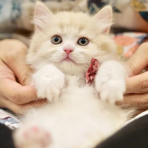 サイベリアンの写真2