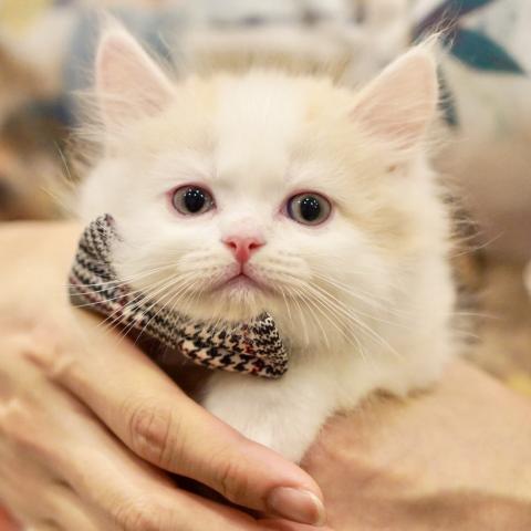 サイベリアンの写真2