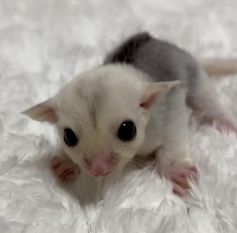 モザイクヘテロリューシプラチナ