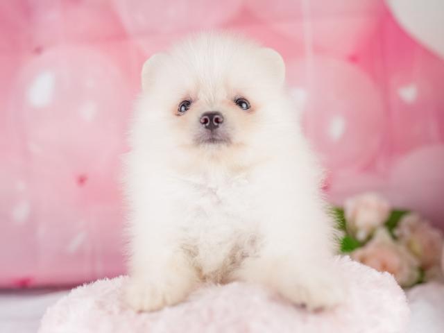 ポメラニアンの写真5