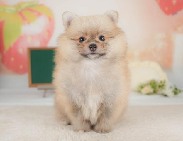 ポメラニアンの写真4