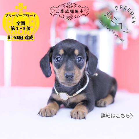 カニヘンダックスフンド スムース