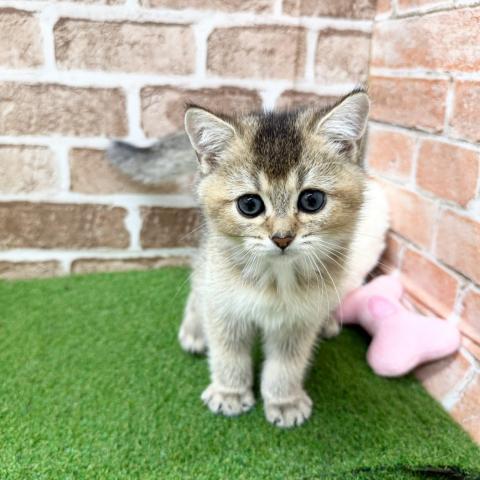 ブリティッシュショートヘア