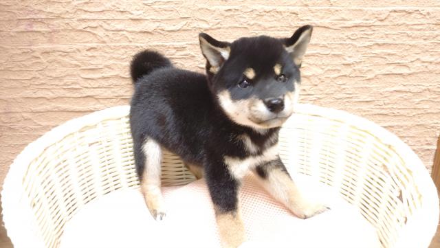 柴犬の写真5