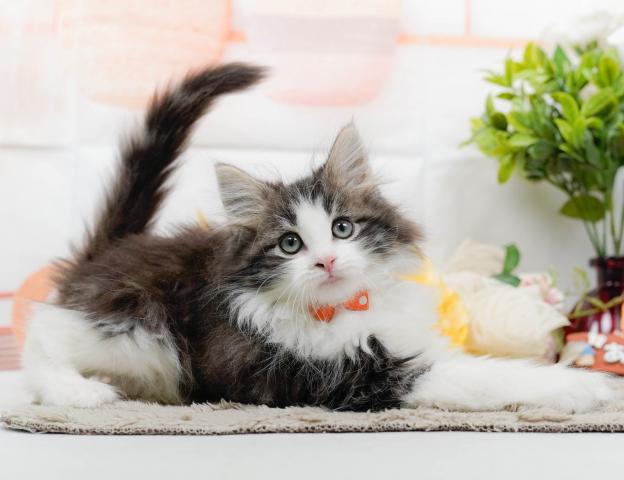 ノルウェージャンフォレストキャットの写真2