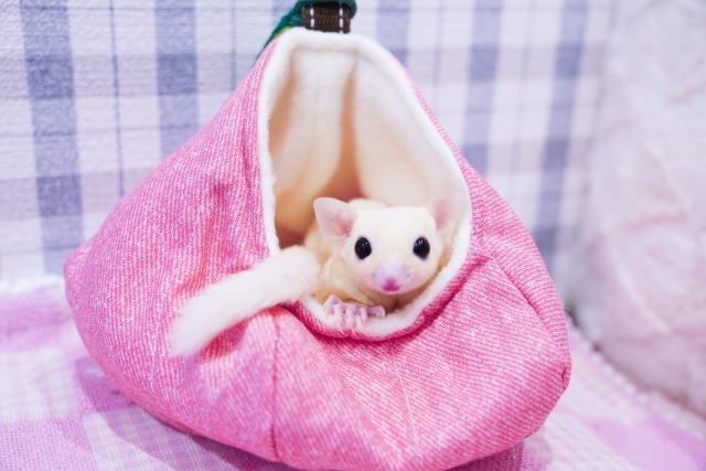 フクロモモンガ モシスティックの写真2