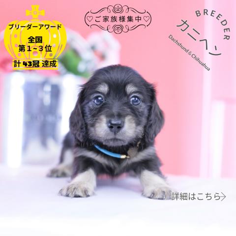 カニヘンダックスフンド ロング