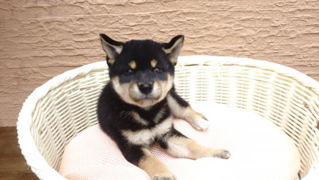柴犬の写真4