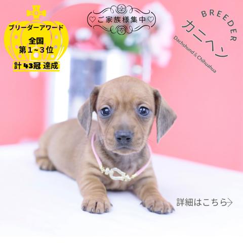 カニヘンダックスフンド スムース