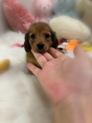 カニンヘンダックスフンド