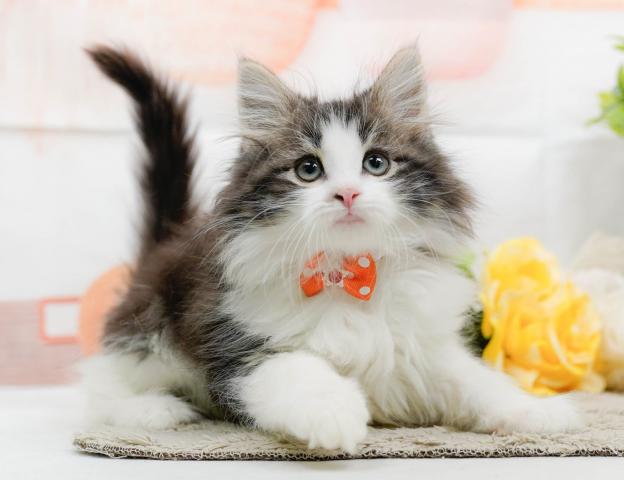 ノルウェージャンフォレストキャットの写真3