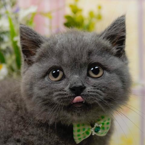 ブリティッシュショートヘア