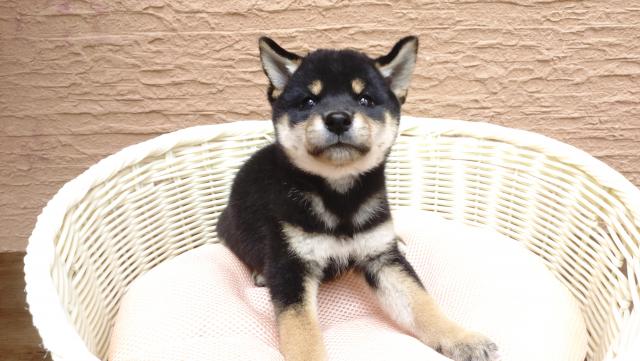 柴犬の写真3
