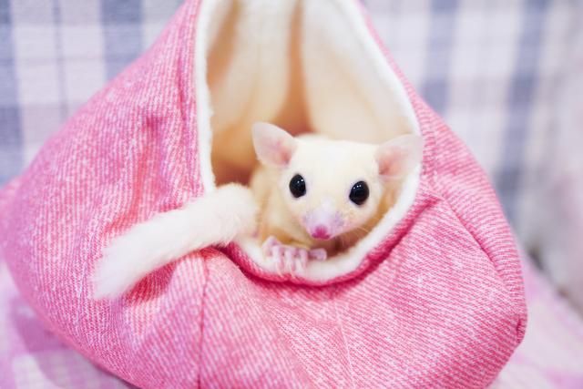 フクロモモンガ モシスティックの写真3